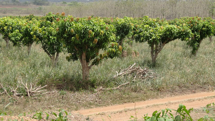 Langsam sind unsere Mangobäume gewachsen