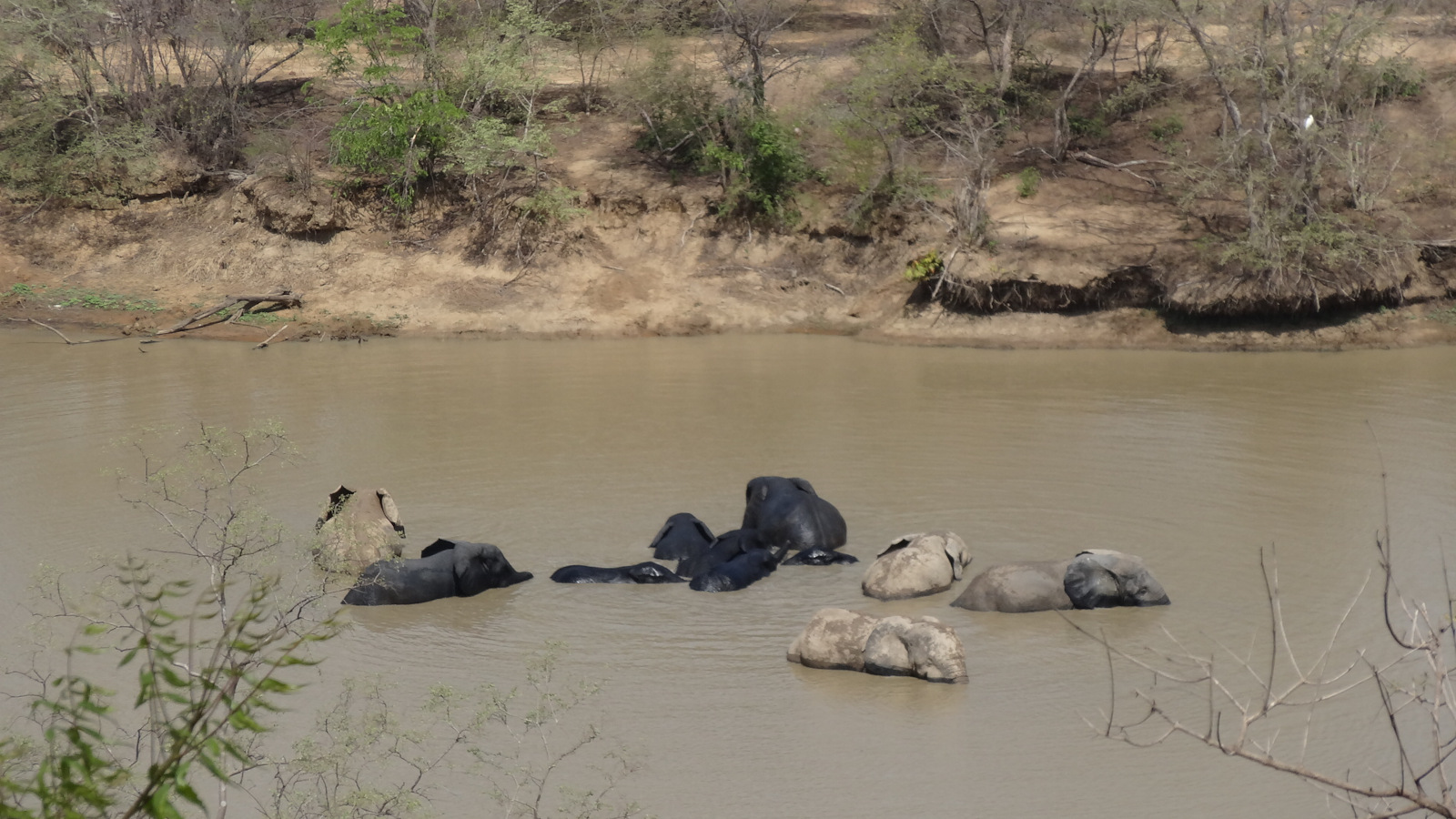 Besonders an der Wasserstelle tümmeln sich die Elefanten