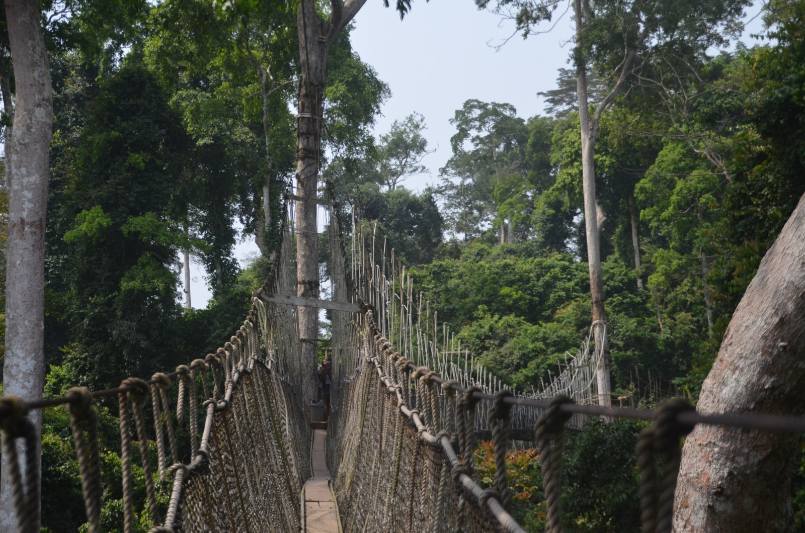 Etwas außerhalb liegt der Kakum National Park, hier kann man über Hängebrücken durch die Baumwipfel laufen.