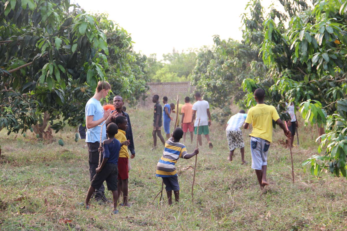 Unsere Mangoplantage sorgt immer wieder für neue Arbeit.